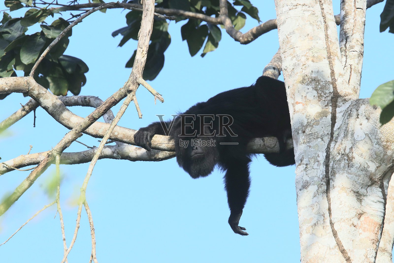 尤卡坦黑吼猴照片摄影图片