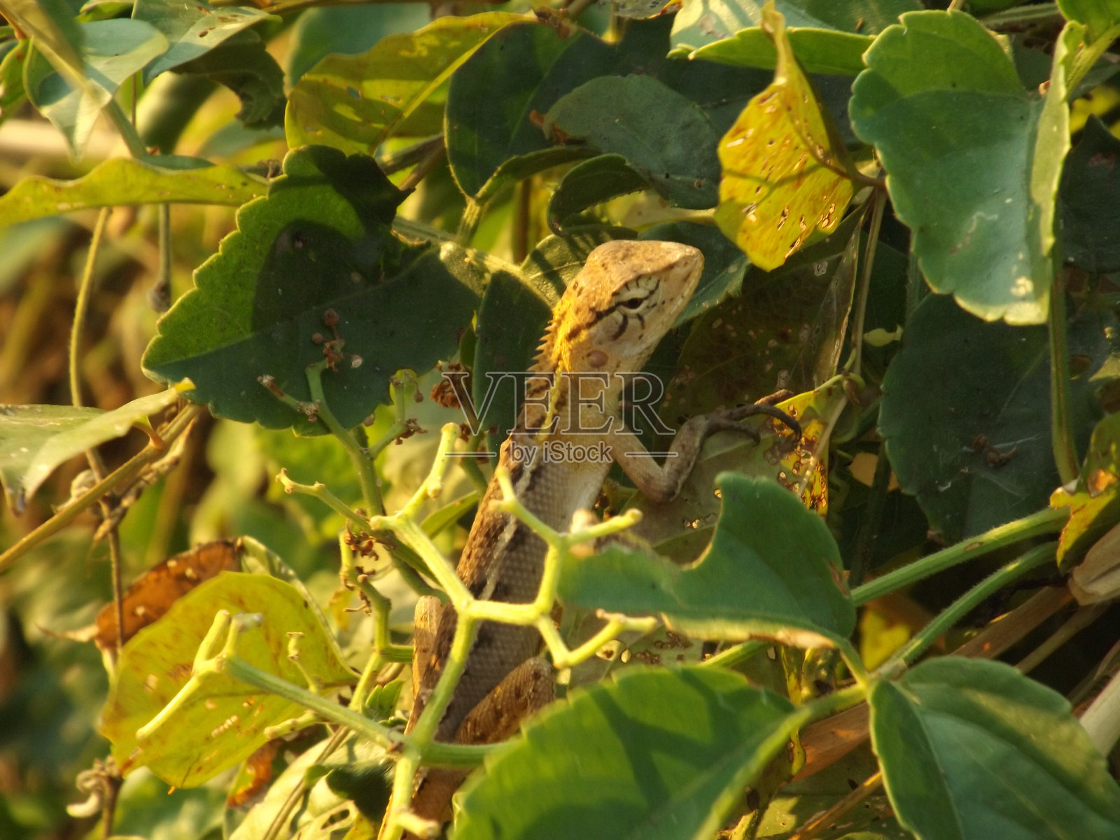 变色龙伪装照片摄影图片