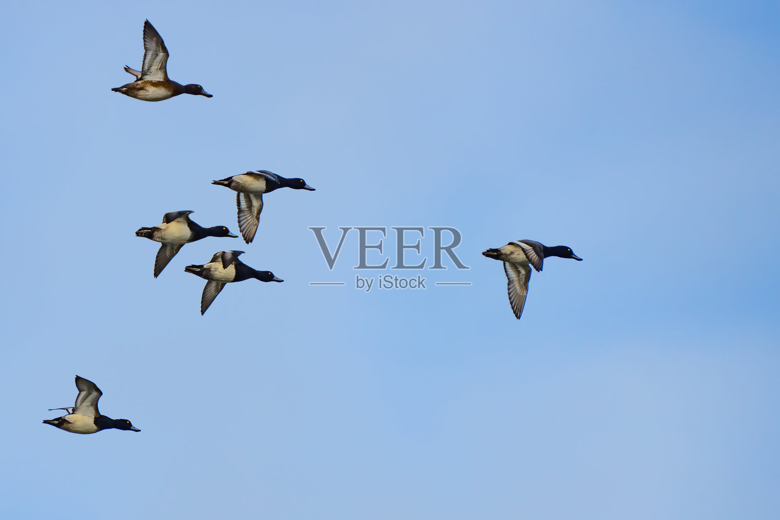 在下午的光线下飞行的一小群小飞禽照片摄影图片