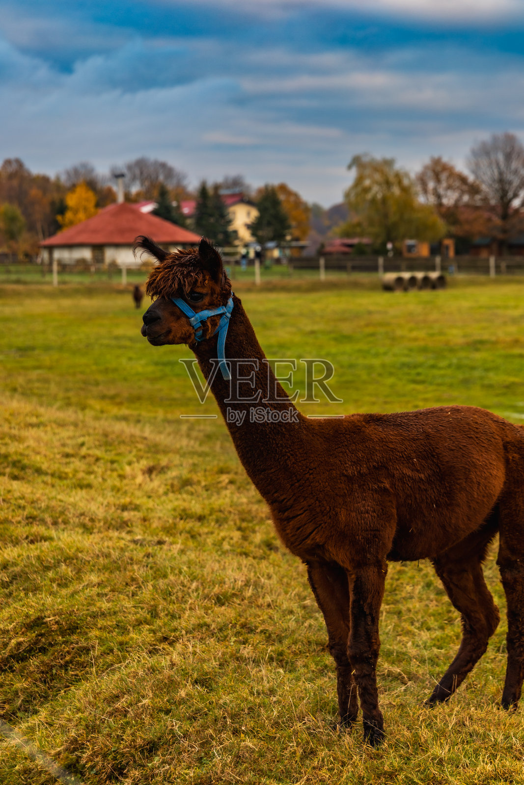 在多云的下午,一小片绿色的林间空地上有几只大羊驼和羊驼在散步吃东西照片摄影图片