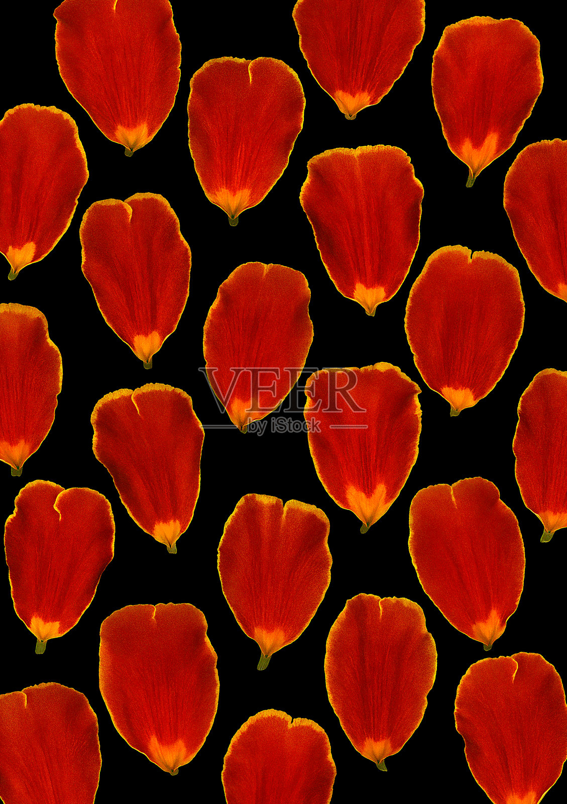 万寿菊花瓣 (万寿菊)照片摄影图片