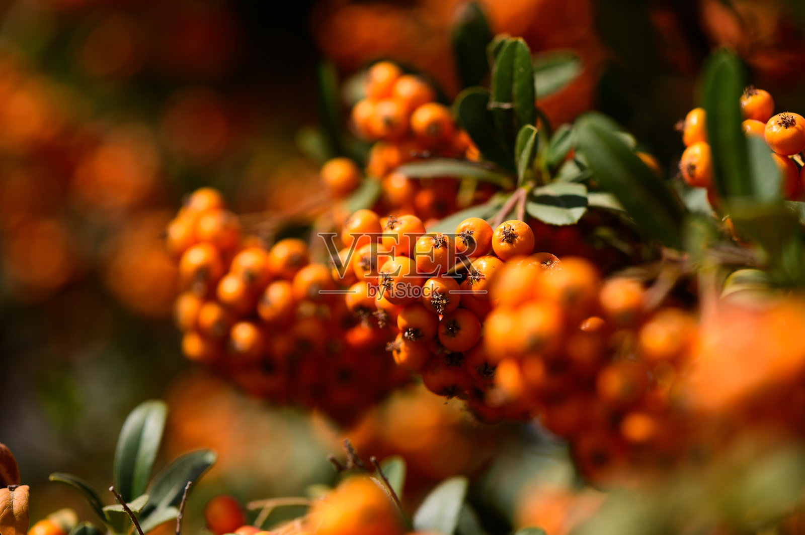 秋日下午,阳光下,丰盈的橙色浆果在郁郁葱葱的绿色灌木上闪闪发光。照片摄影图片