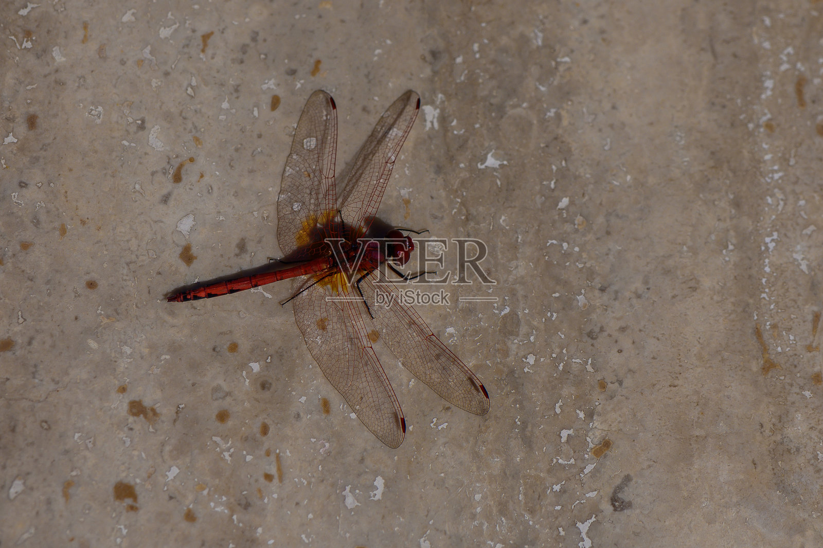 一只精致的红色蜻蜓栖息在温暖下午阳光下的风化石表面,周围是宁静的花园环境照片摄影图片