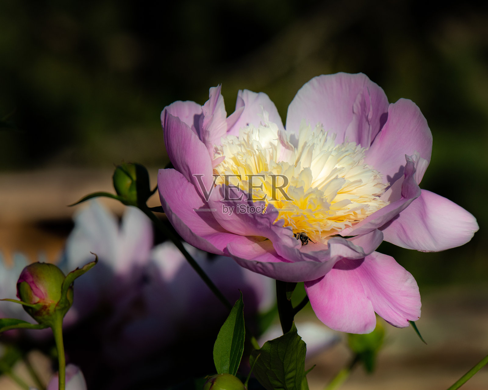 美丽,精致,粉红色和白色的牡丹花在下午的光线照片摄影图片