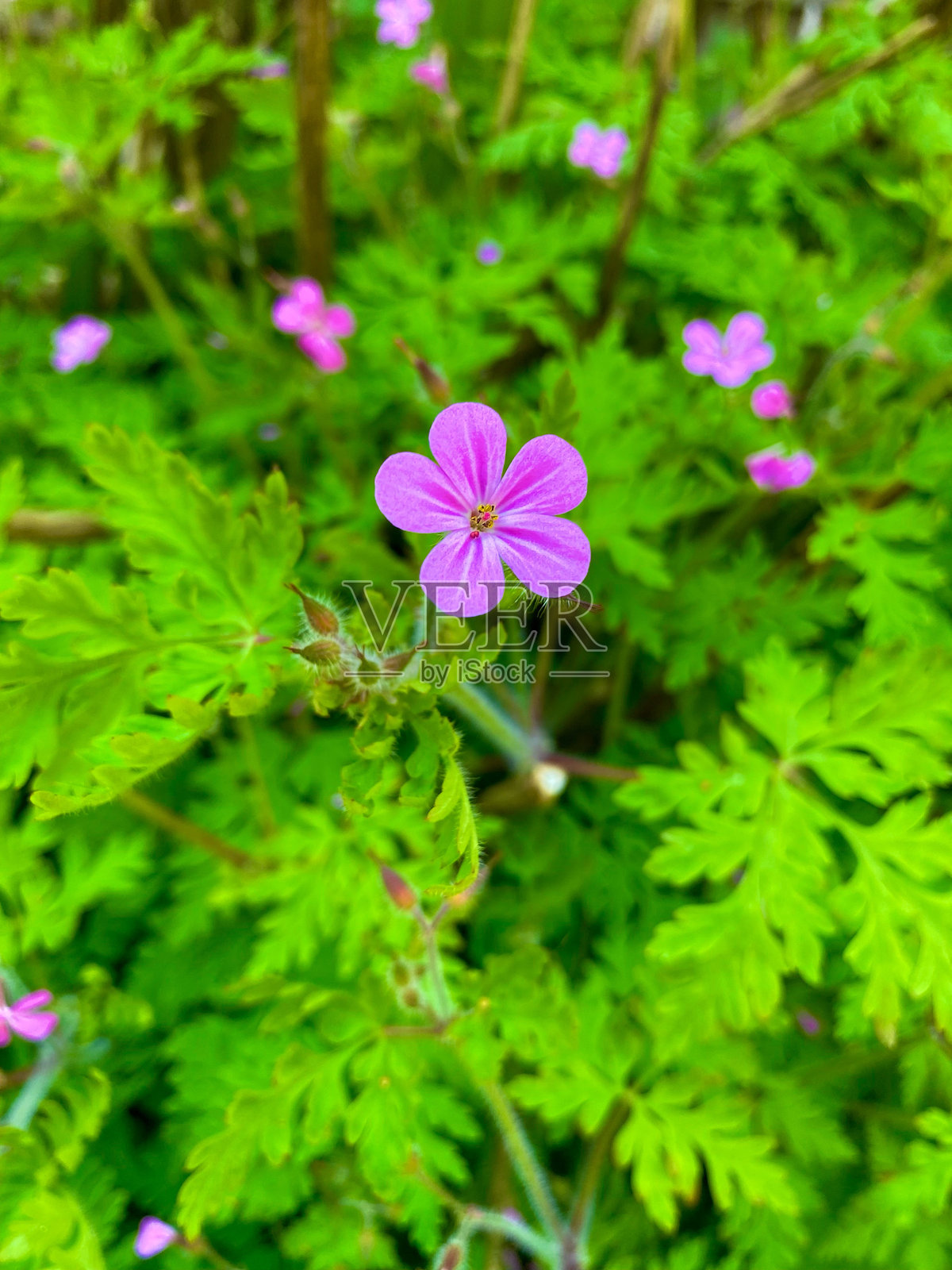 鲜艳的紫色野花在蒲式耳特写照片摄影图片