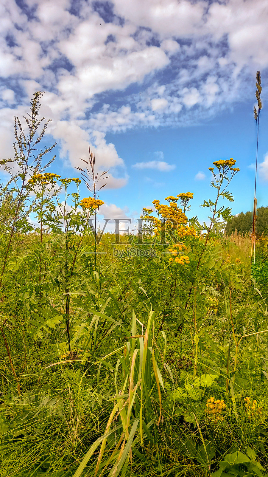 晴朗的下午,蓝天下田野里的黄色堇花照片摄影图片