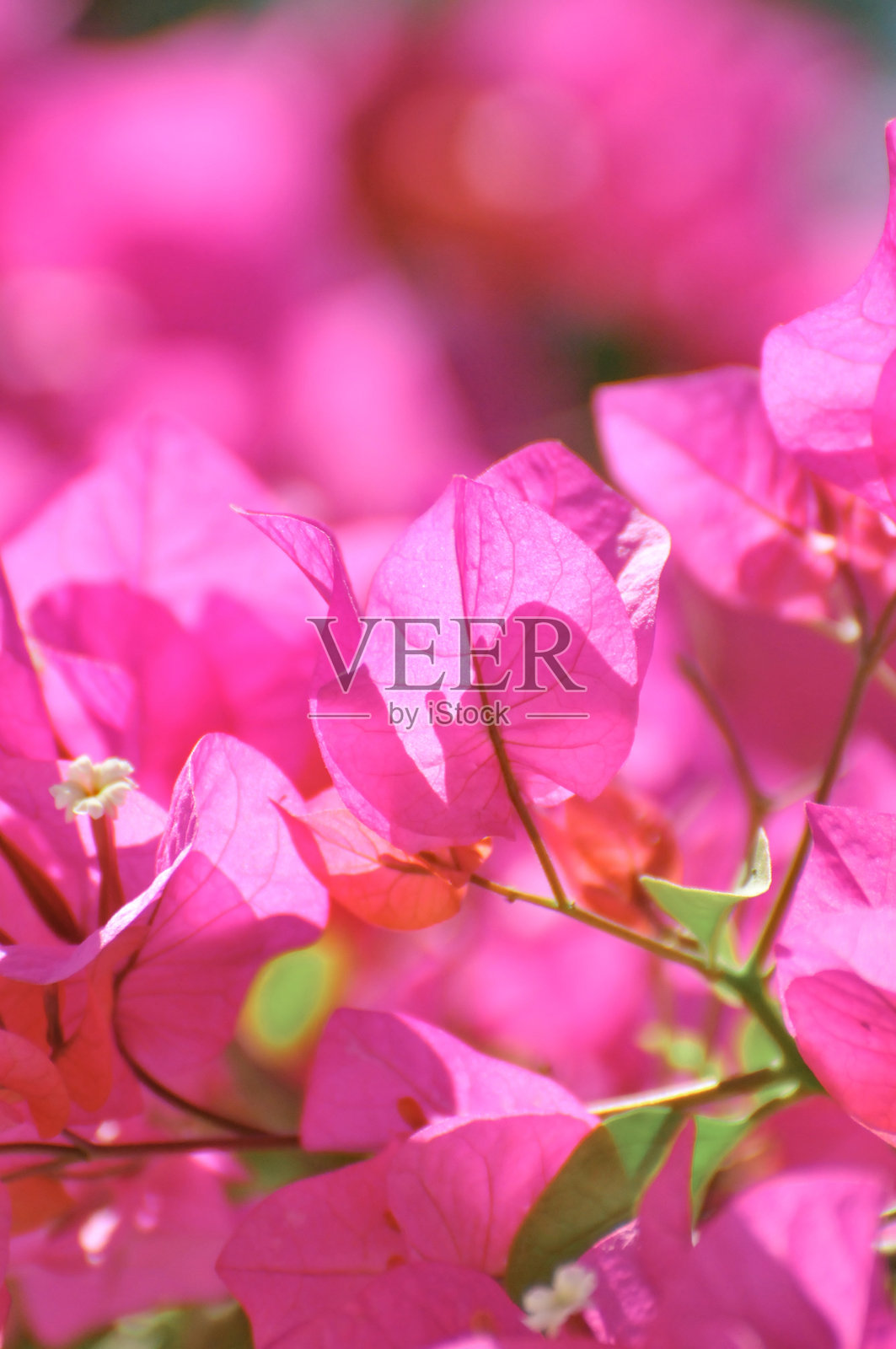 美丽的九重葛花照片摄影图片