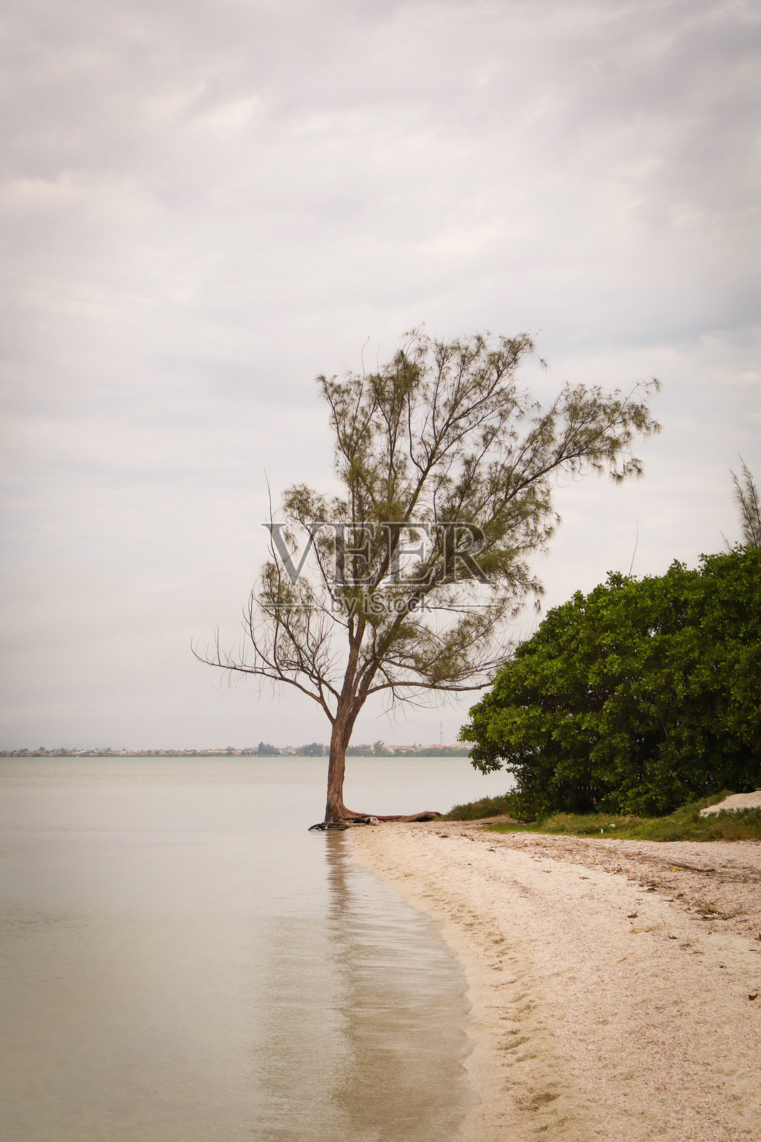 海边的树。照片摄影图片