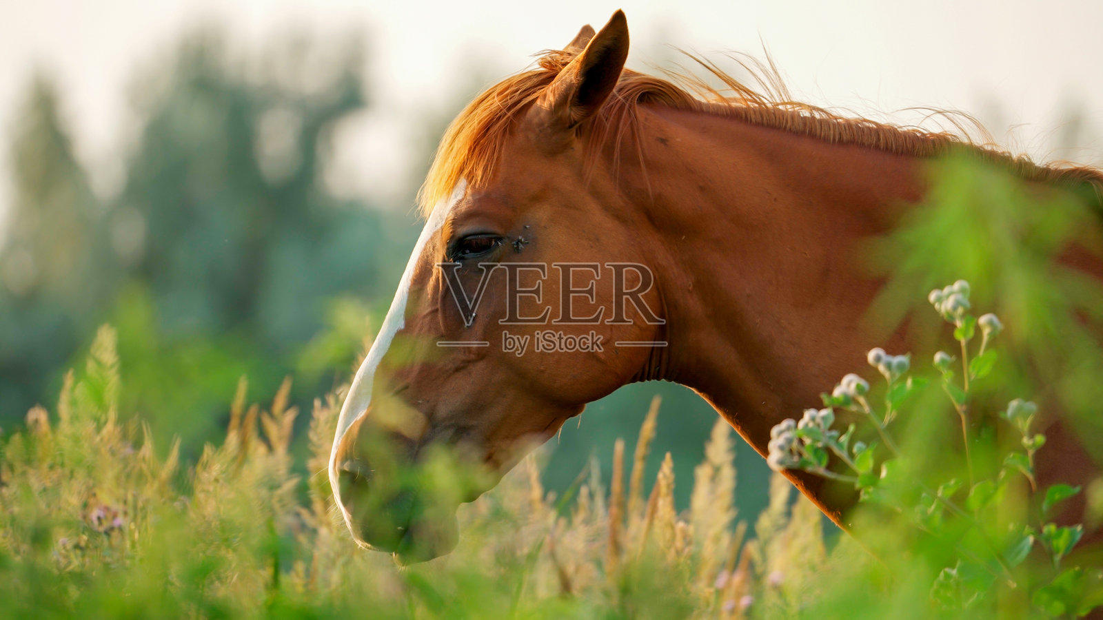 一匹栗色的马在午后的阳光下吃草照片摄影图片