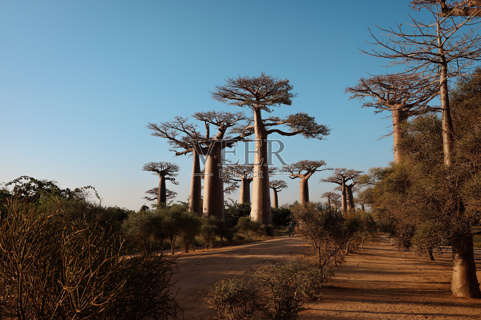 探索雄伟的猴面包树在猴面包树巷,在一个宁静的下午散步在清澈的蓝天下马达加斯加照片摄影图片