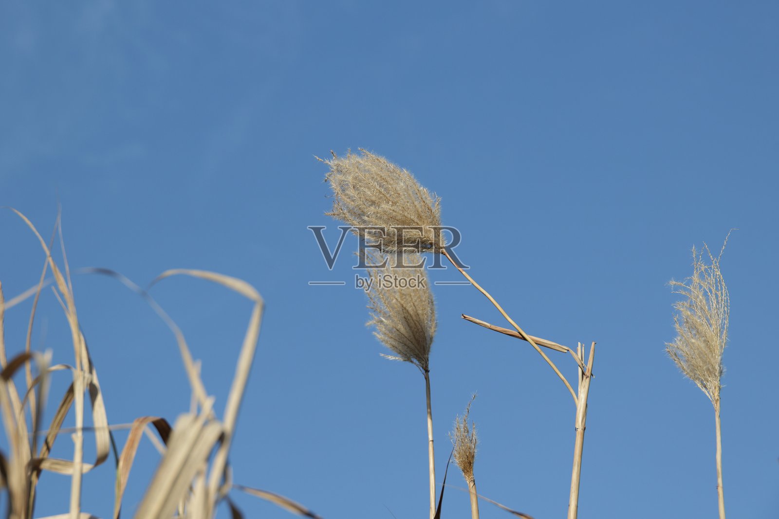 加拿大萨里的高草照片摄影图片