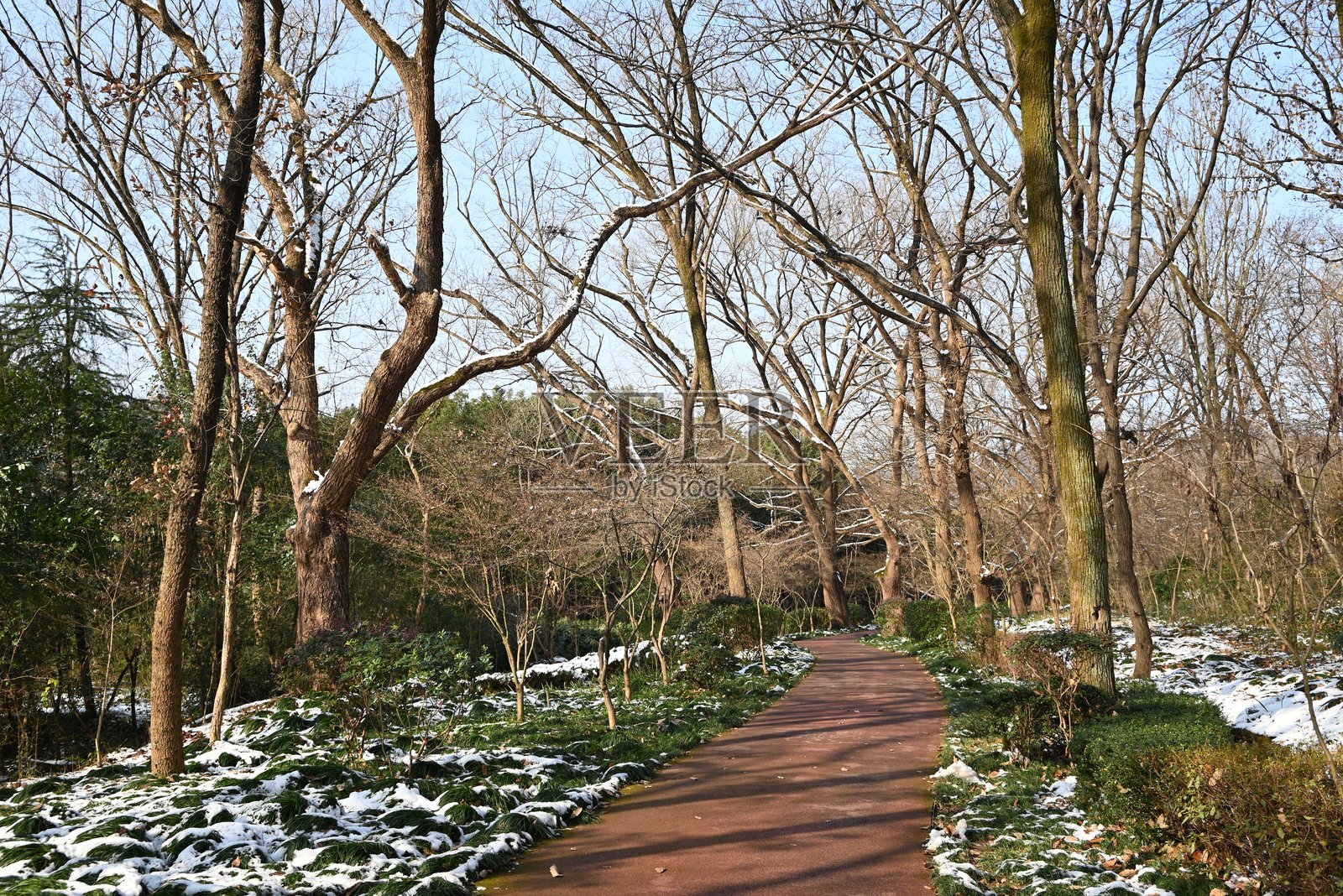 阳光明媚的下午,公园里有光秃秃的树的小路照片摄影图片