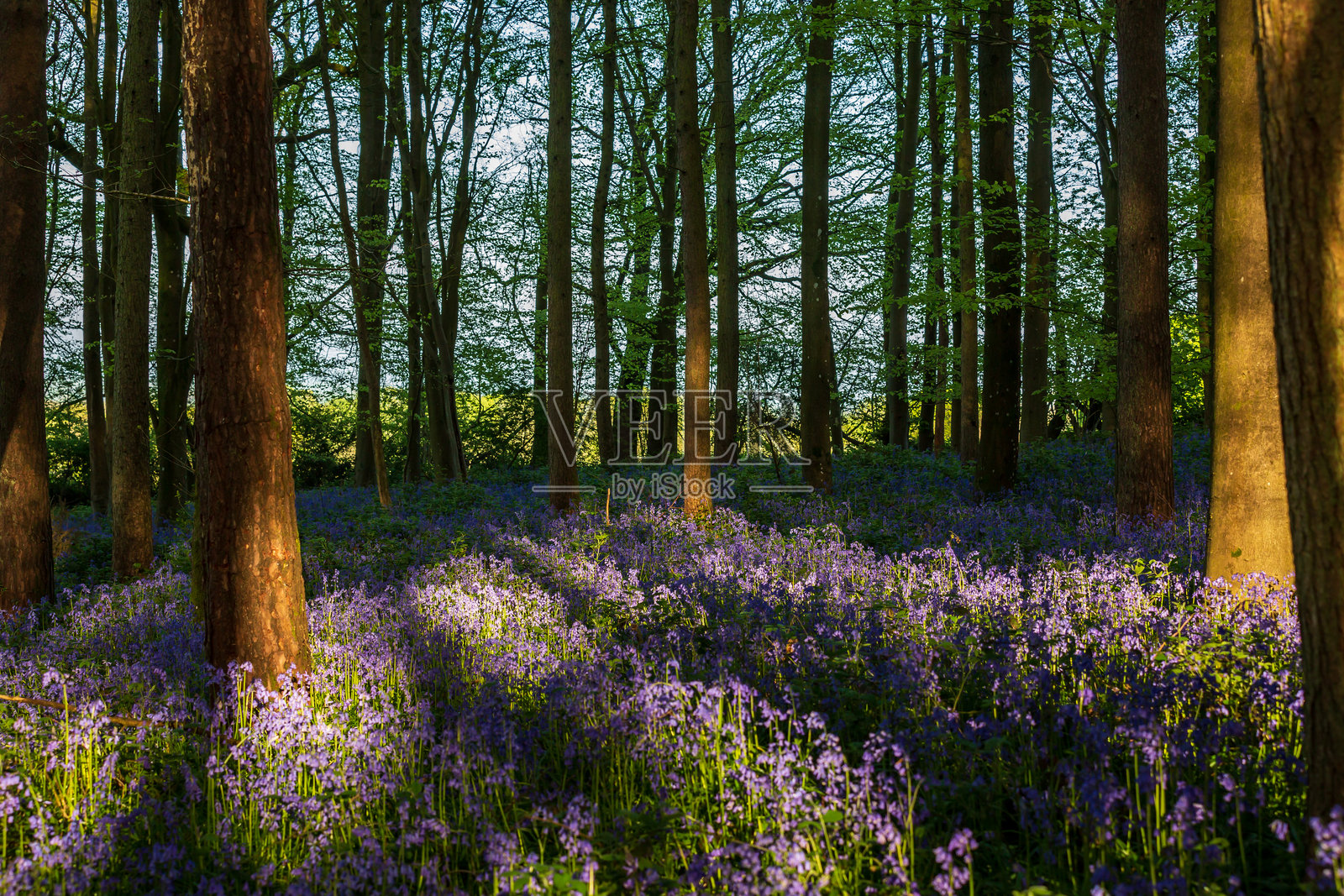 苏塞克斯郡的林地里生长着大量的风信子,傍晚的阳光下照片摄影图片