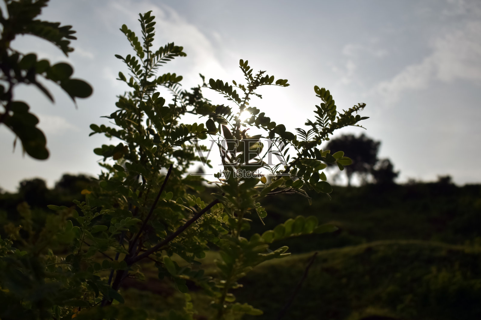 郁郁葱葱的绿叶在发光的太阳映衬下形成剪影,营造出一个宁静的自然景观氛围,正值傍晚时分。照片摄影图片