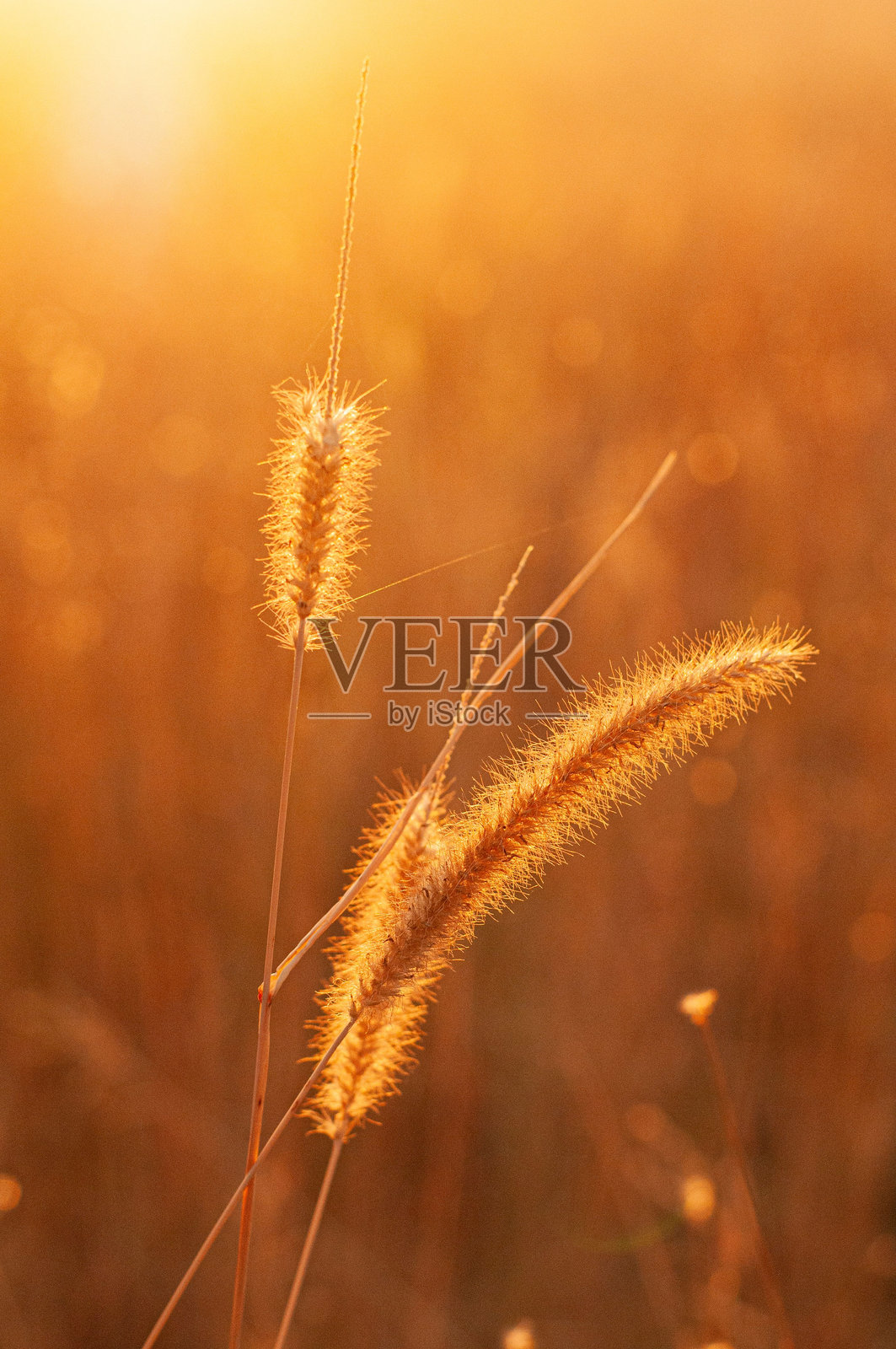 秋色调的牛皮草照片摄影图片