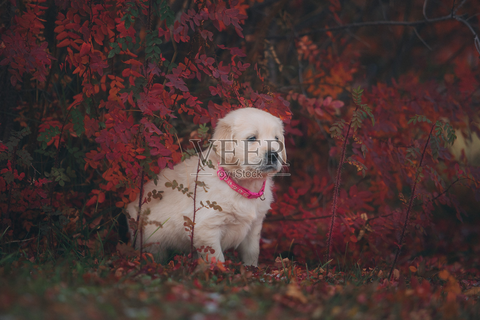 一只小金毛猎犬幼犬在秋天的公园里散步照片摄影图片
