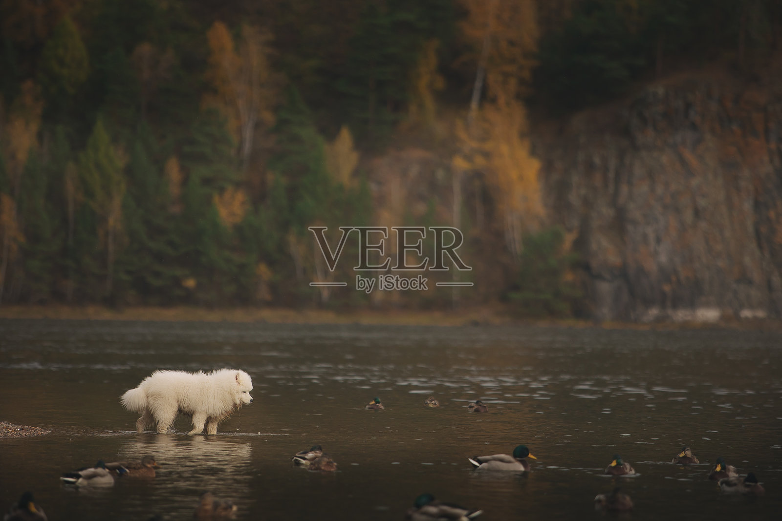 一只萨摩耶小狗在秋天的河边走,背景是山脉。照片摄影图片