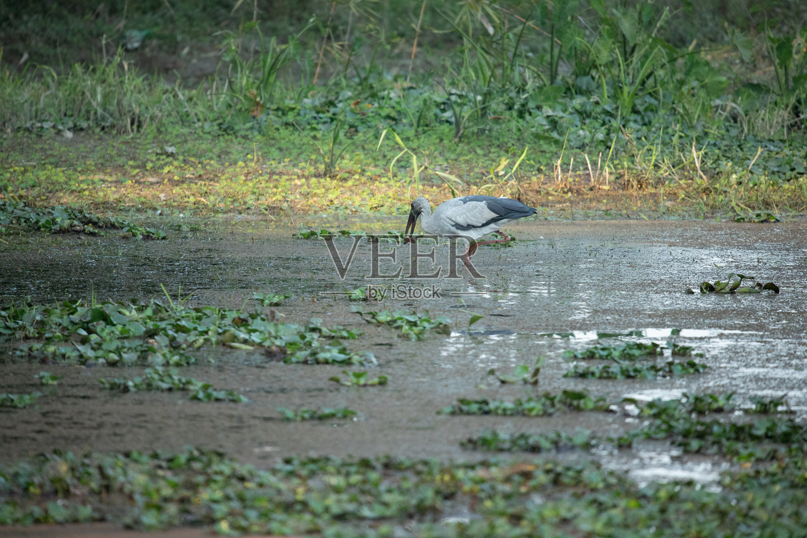 在尼泊尔奇旺国家公园湿地觅食的亚洲开嘴鹳照片摄影图片