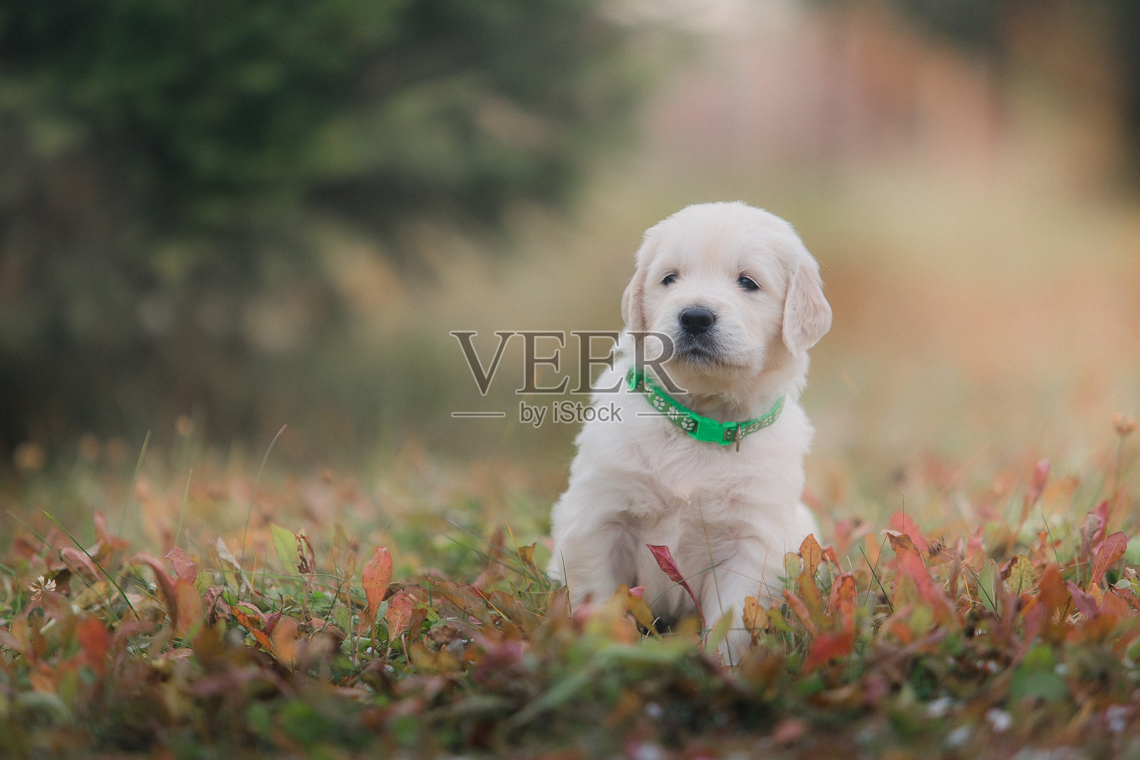 一只小金毛猎犬幼犬在秋天的公园里散步照片摄影图片