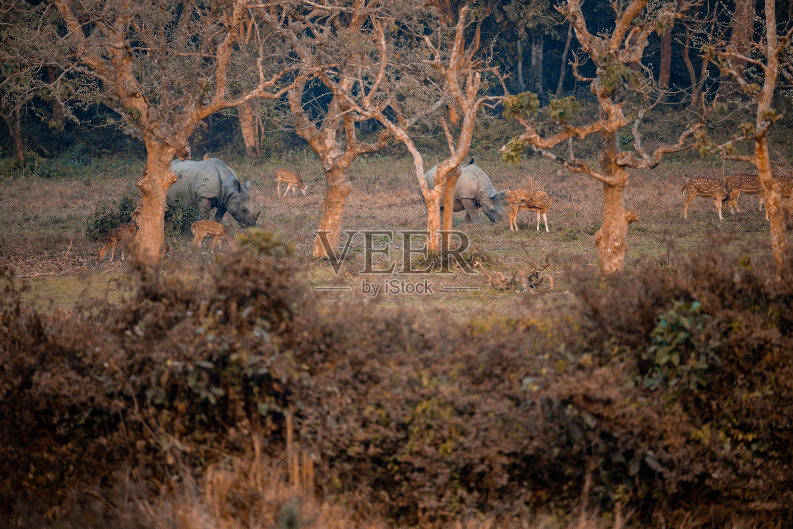 在奇特旺森林中,犀牛和斑点鹿一起觅食照片摄影图片
