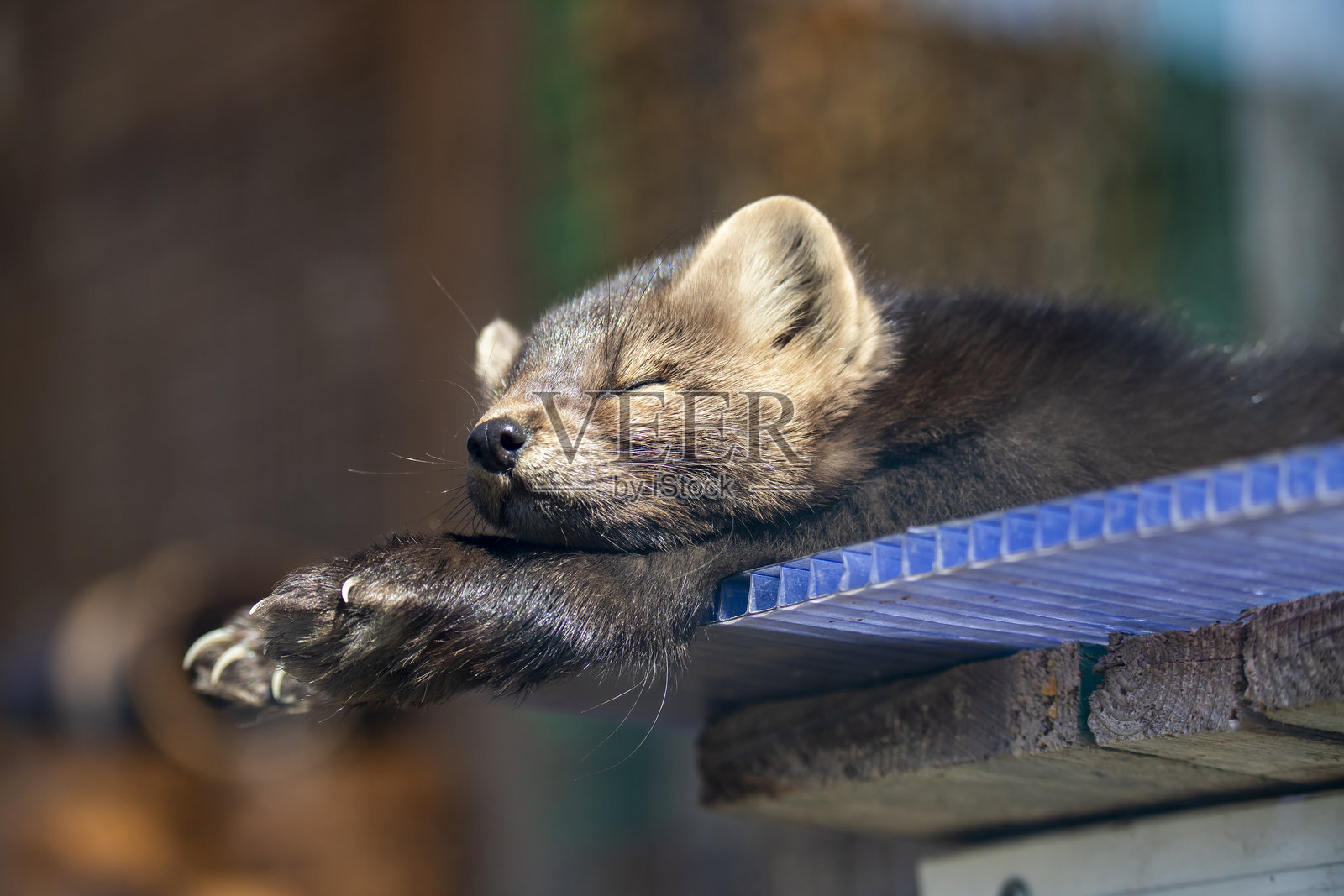 黑貂在阳光下晒太阳照片摄影图片