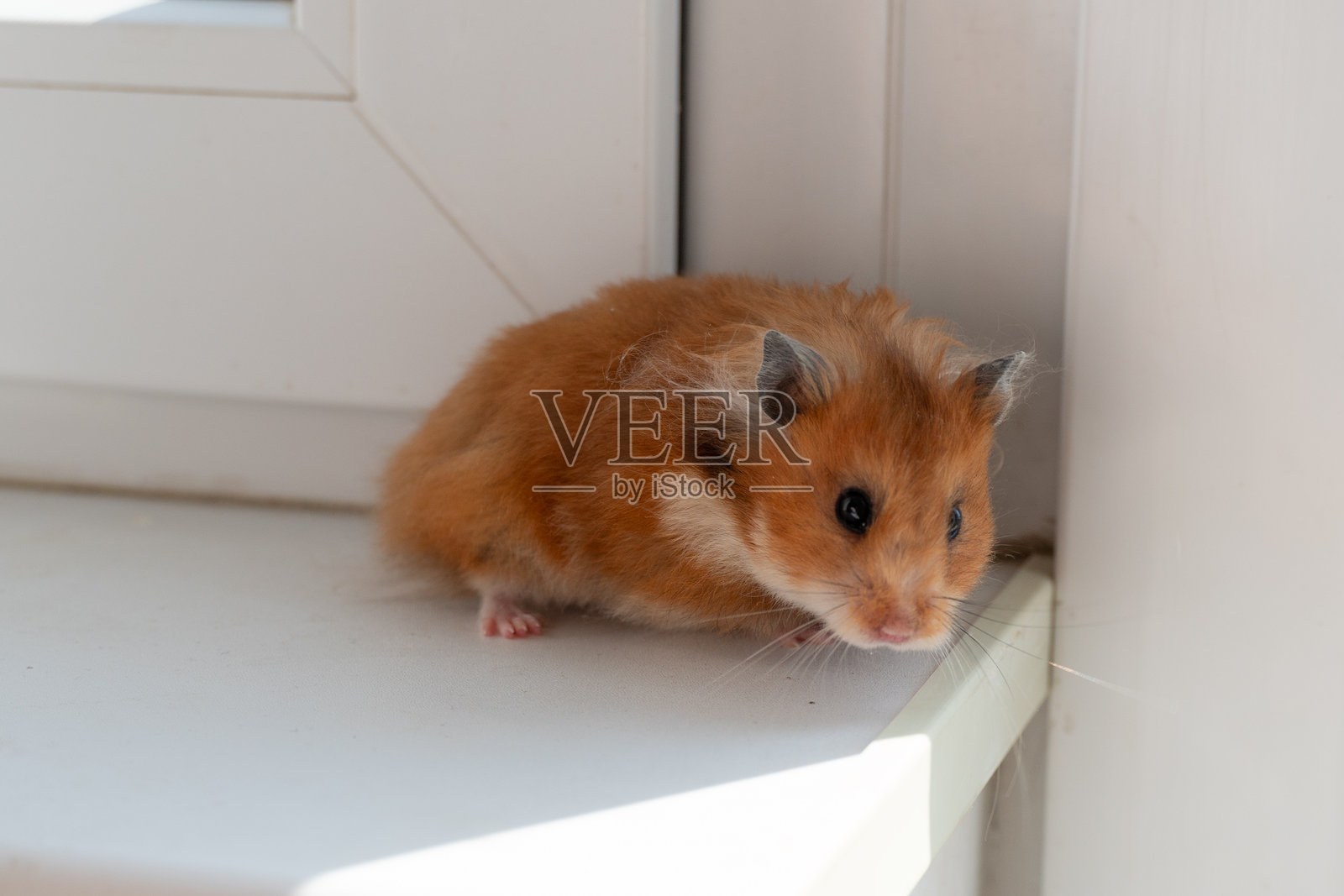 窗边的仓鼠:姜色的小啮齿动物站在窗台上,双爪放在窗沿上,朝外看,晨光洒下,似乎在探索。照片摄影图片