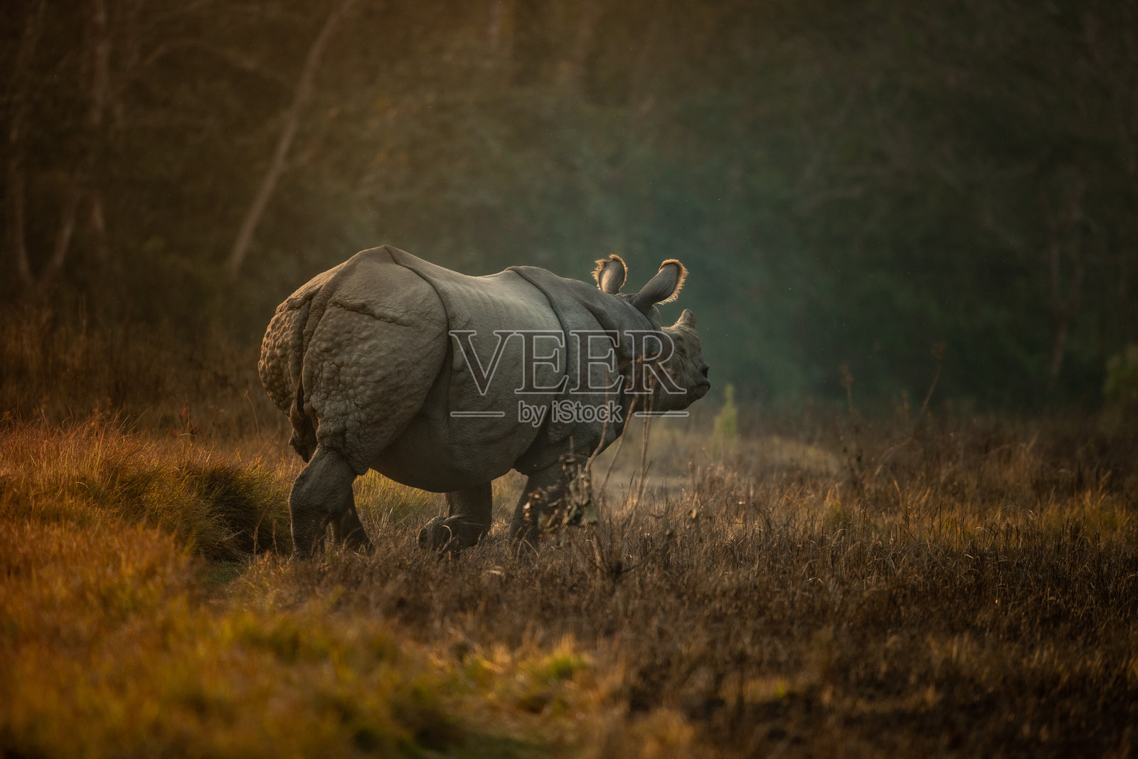 尼泊尔奇旺国家公园日落时分的雄伟独角犀牛与鸟类照片摄影图片