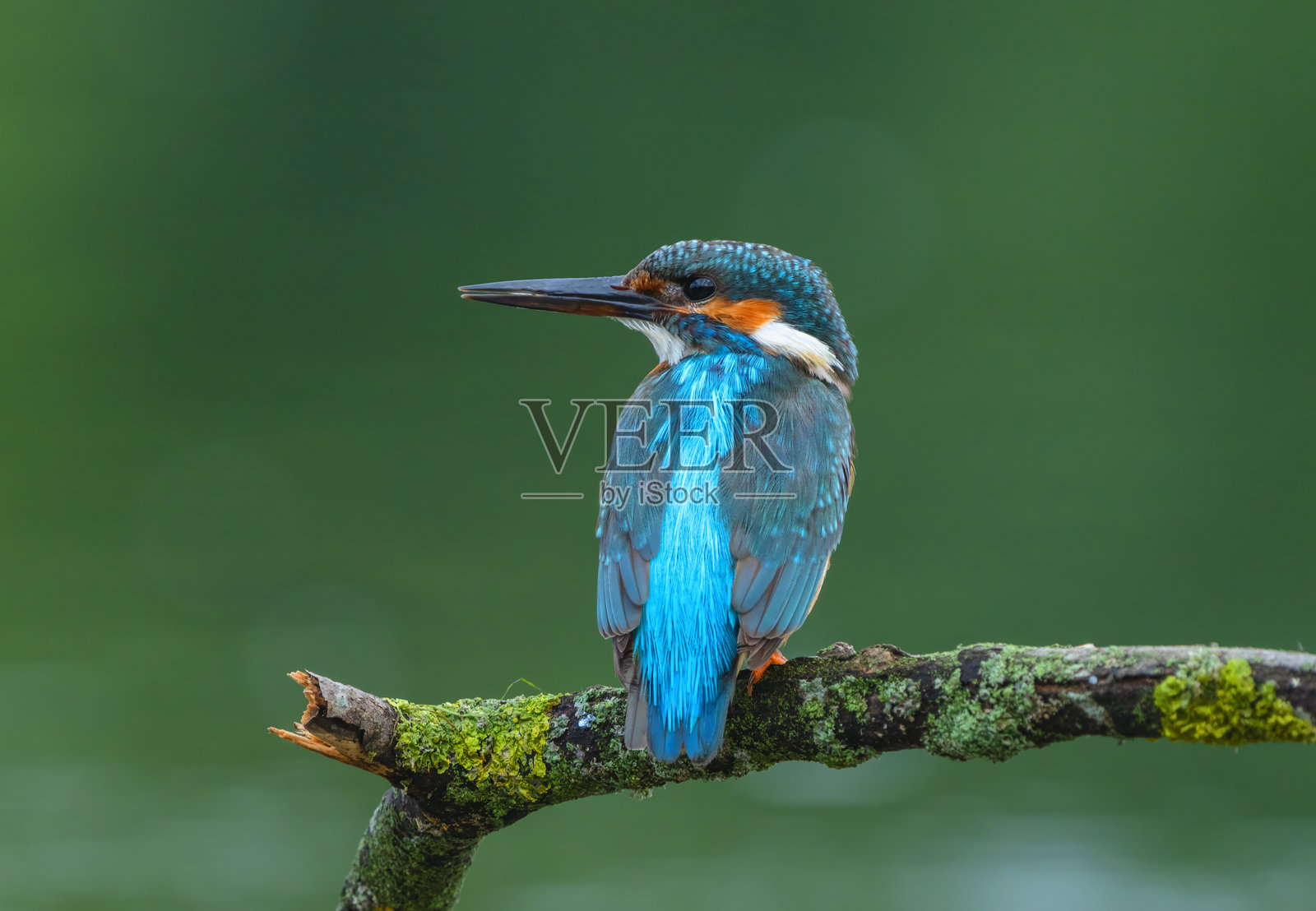 一只翠鸟栖息在覆盖着苔藓的树枝上,背部鲜艳地朝向一侧。照片摄影图片