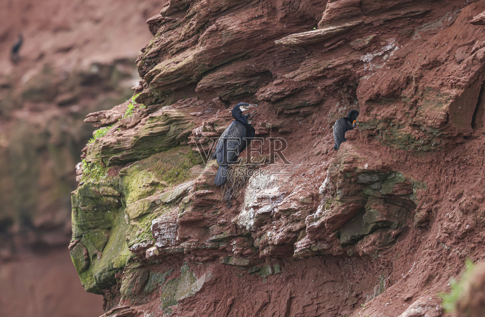 鸬鹚照片摄影图片