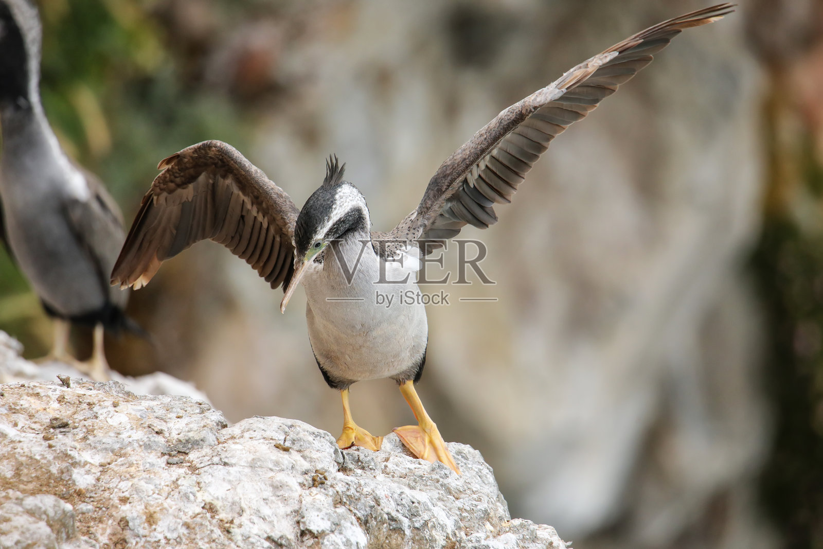 斑点鸬鹚(Phalacrocorax punctatus)在新西兰奥塔哥半岛泰阿罗海头展开翅膀照片摄影图片