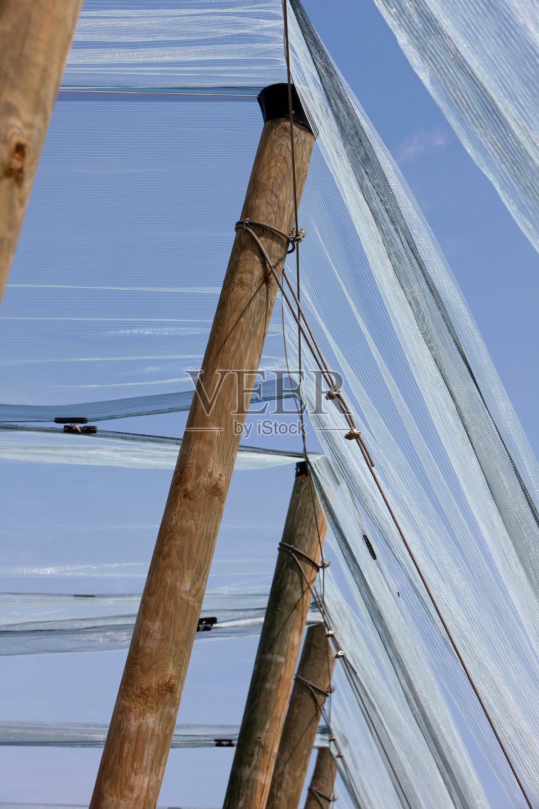 荷兰果园中的防雹网照片摄影图片