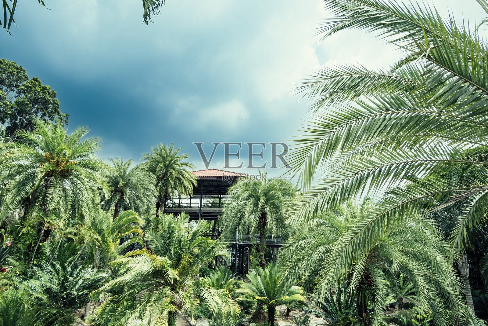 郁郁葱葱的热带风景,棕榈树和木结构在戏剧性的多云天空下照片摄影图片