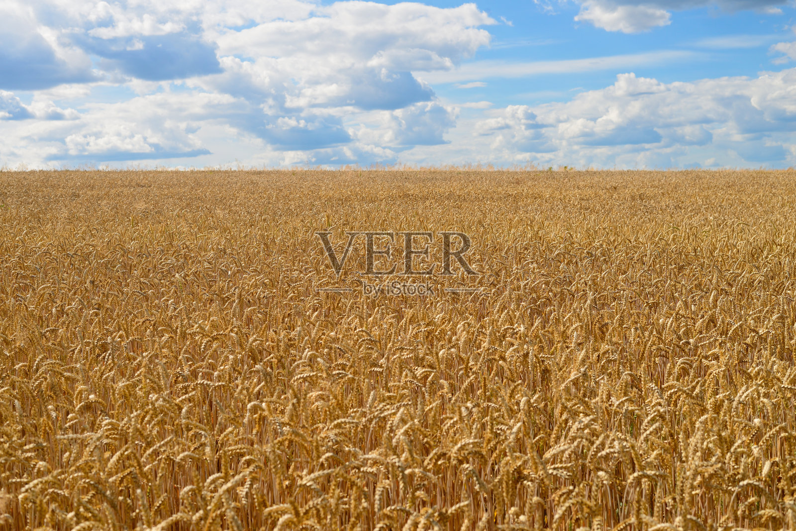 蓝天白云下的金色麦田照片摄影图片