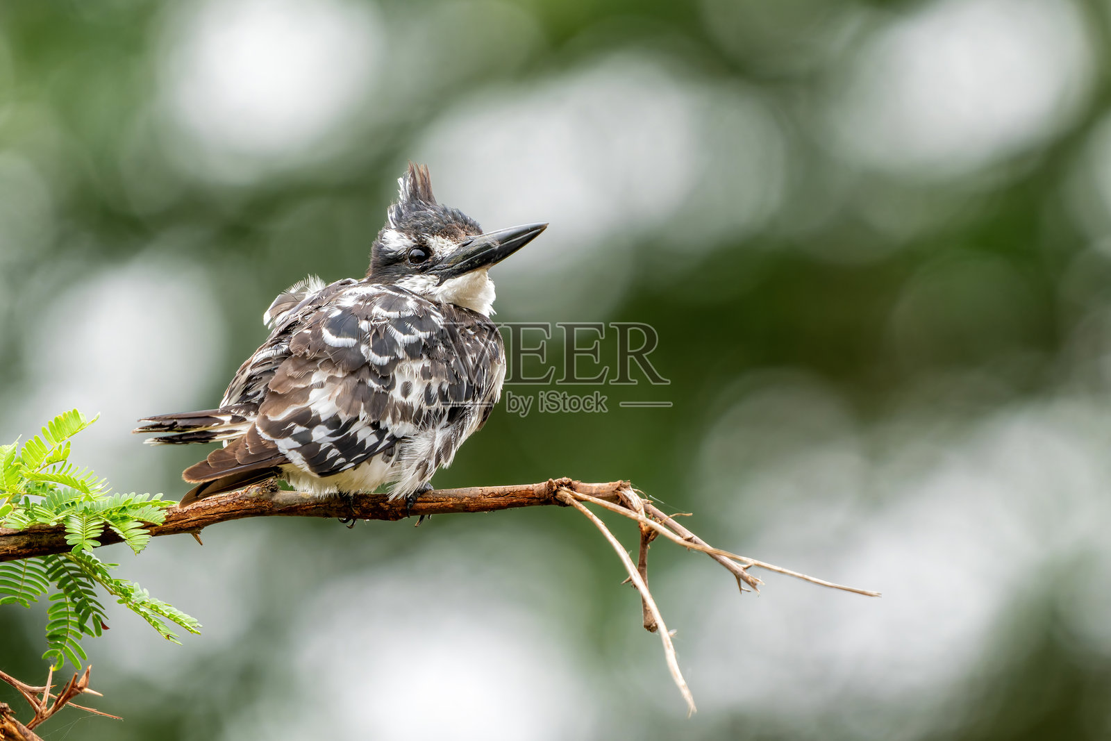 南非克鲁格国家公园的斑鱼狗头鹰照片摄影图片