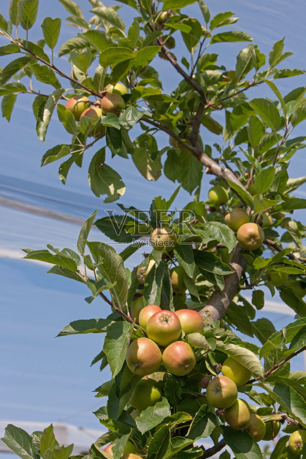 荷兰诺尔多斯普尔德的果园里结满苹果的苹果树照片摄影图片