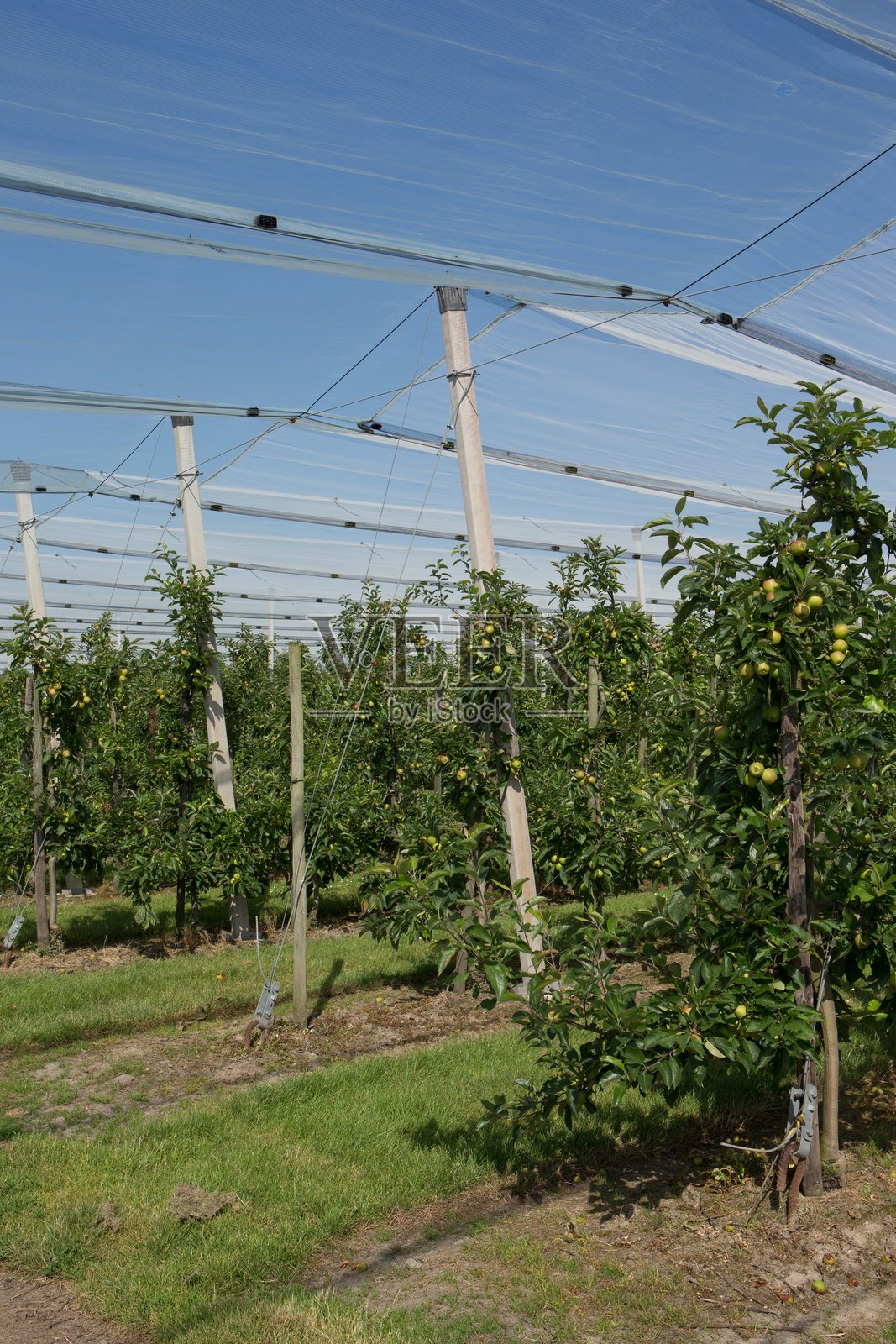 荷兰果园中的防雹网照片摄影图片