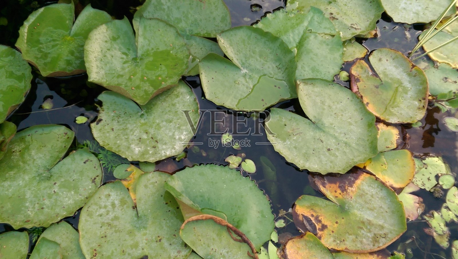 池塘中的睡莲叶照片摄影图片