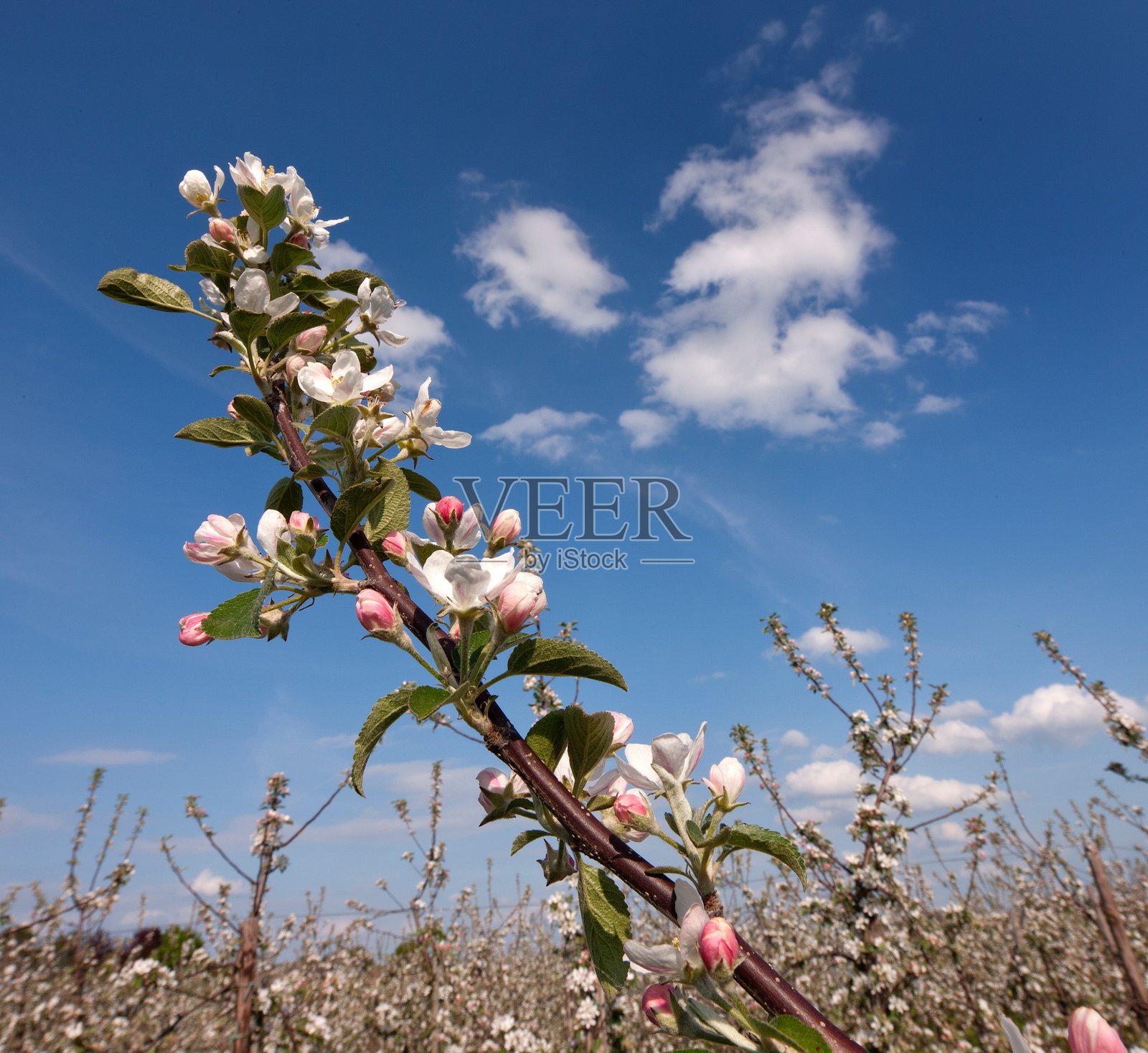 荷兰诺尔多斯特波尔德果园中的苹果花照片摄影图片