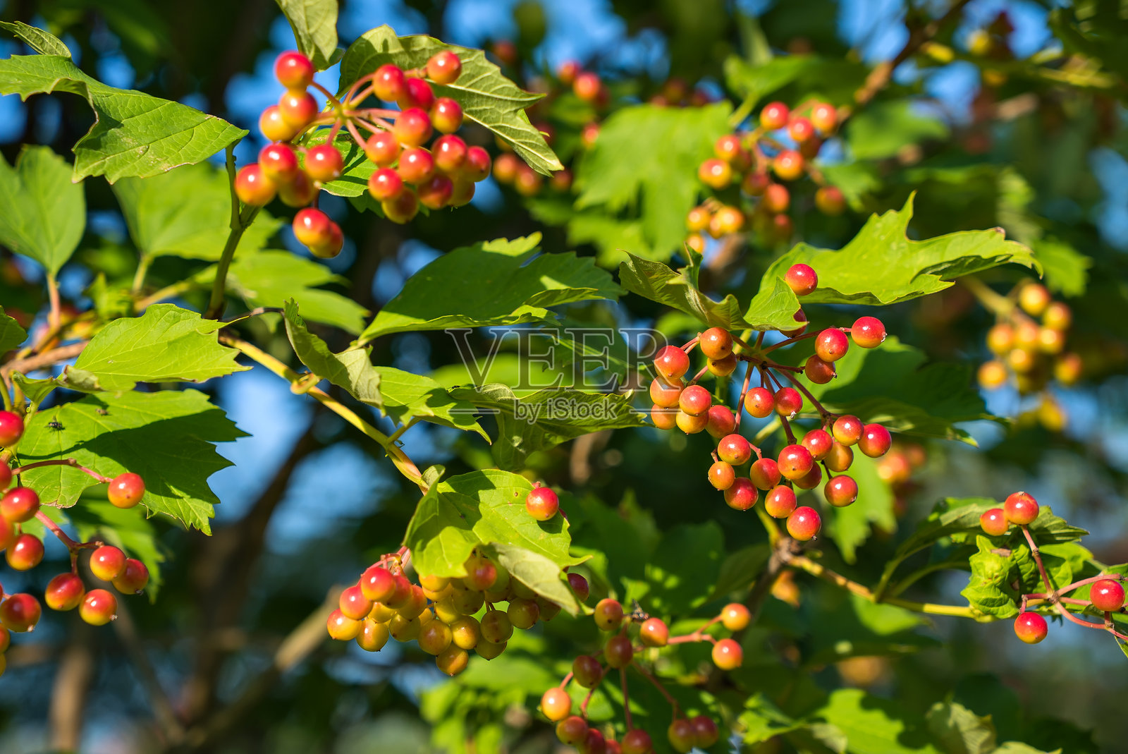 一簇鲜艳的浆果 resting 在郁郁葱葱的绿叶枝上,为大自然增添了美丽。照片摄影图片
