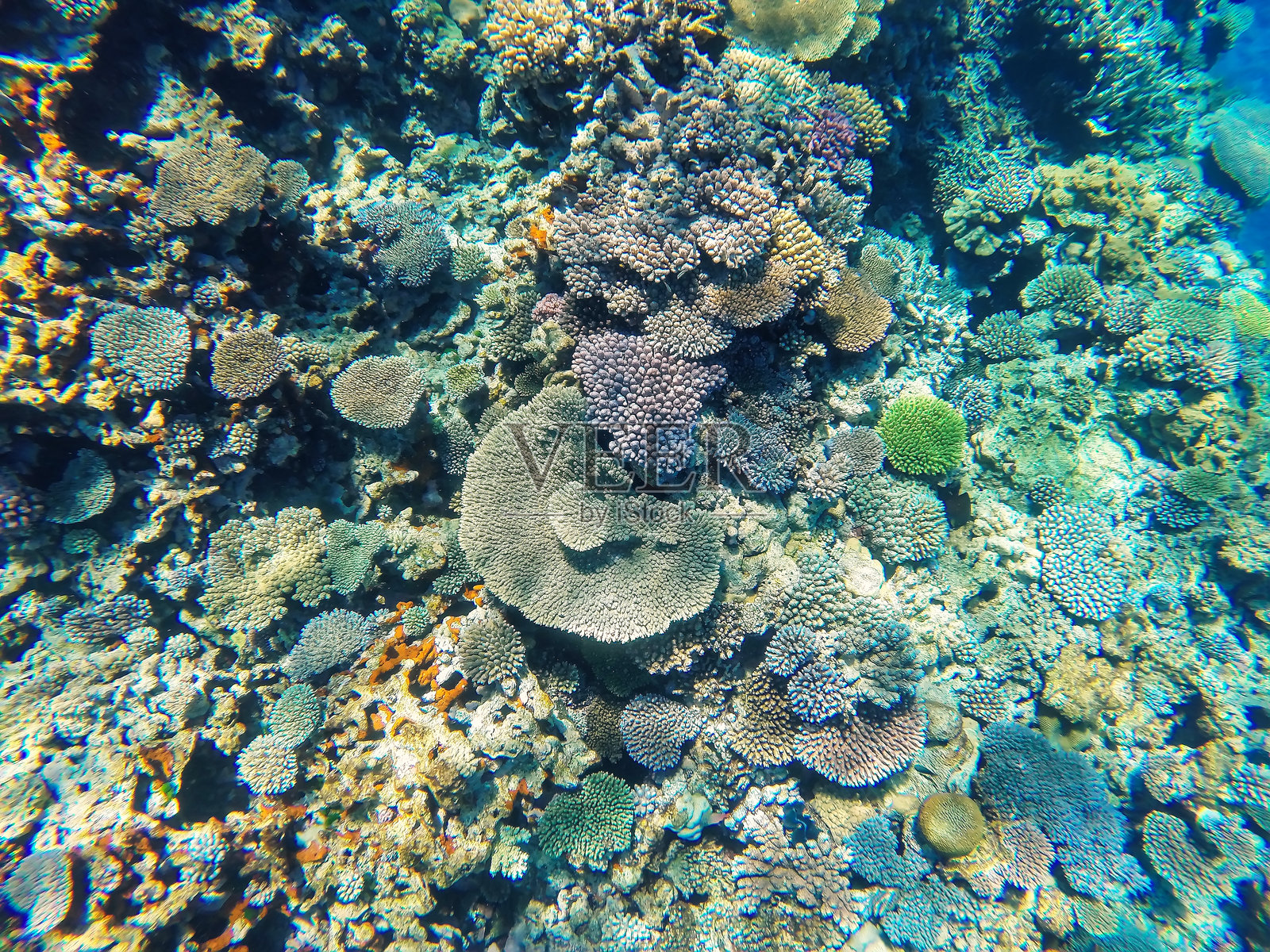 新喀里多尼亚忠诚群岛乌韦阿泻湖的吉岛海岸珊瑚礁照片摄影图片