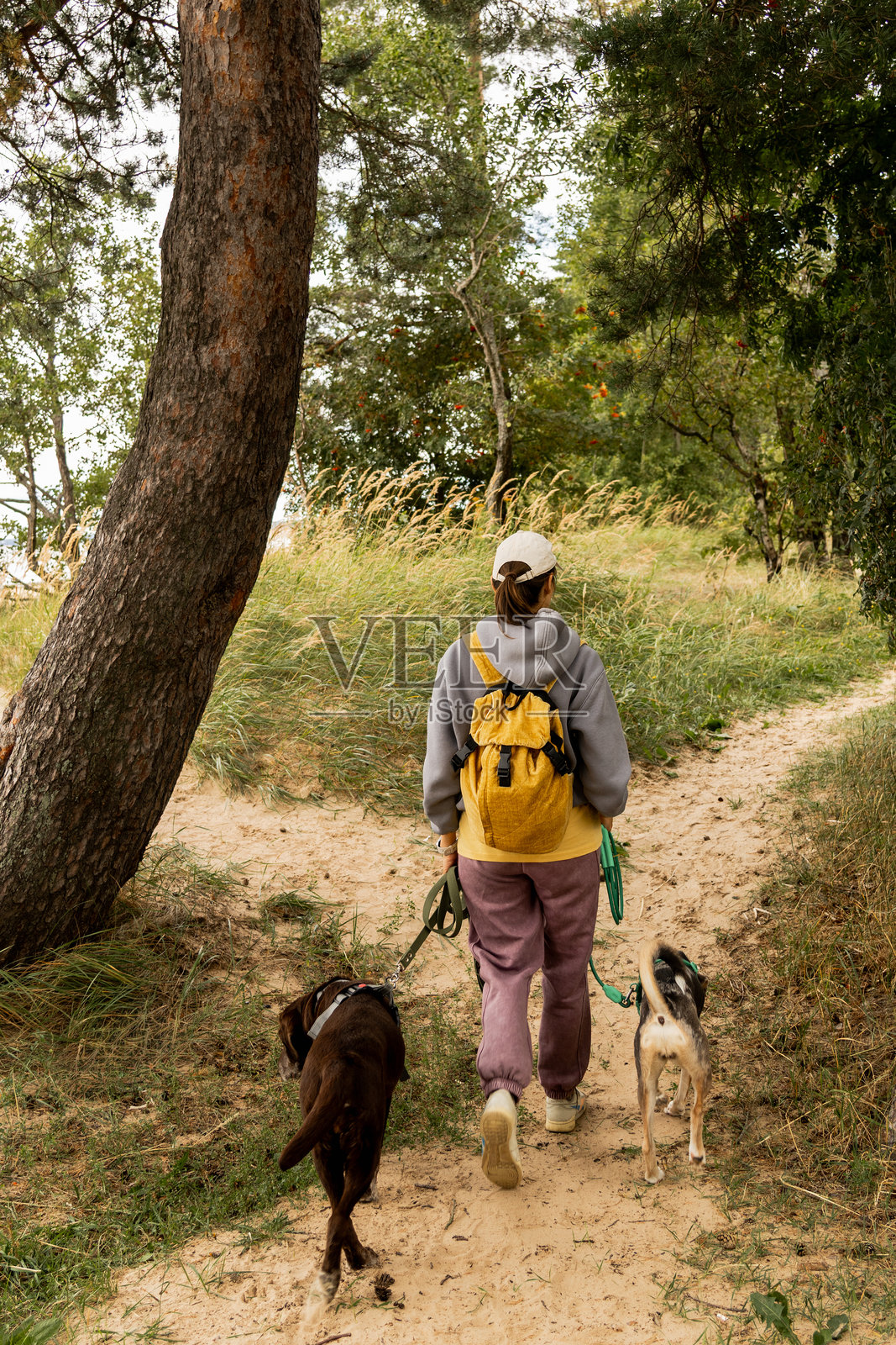 一个人在森林小径上遛两只狗。宠物训练与训练师,专业的遛狗员。照片摄影图片