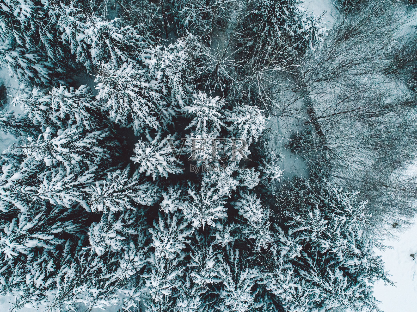 冬季雪地上的针叶树鸟瞰图照片摄影图片