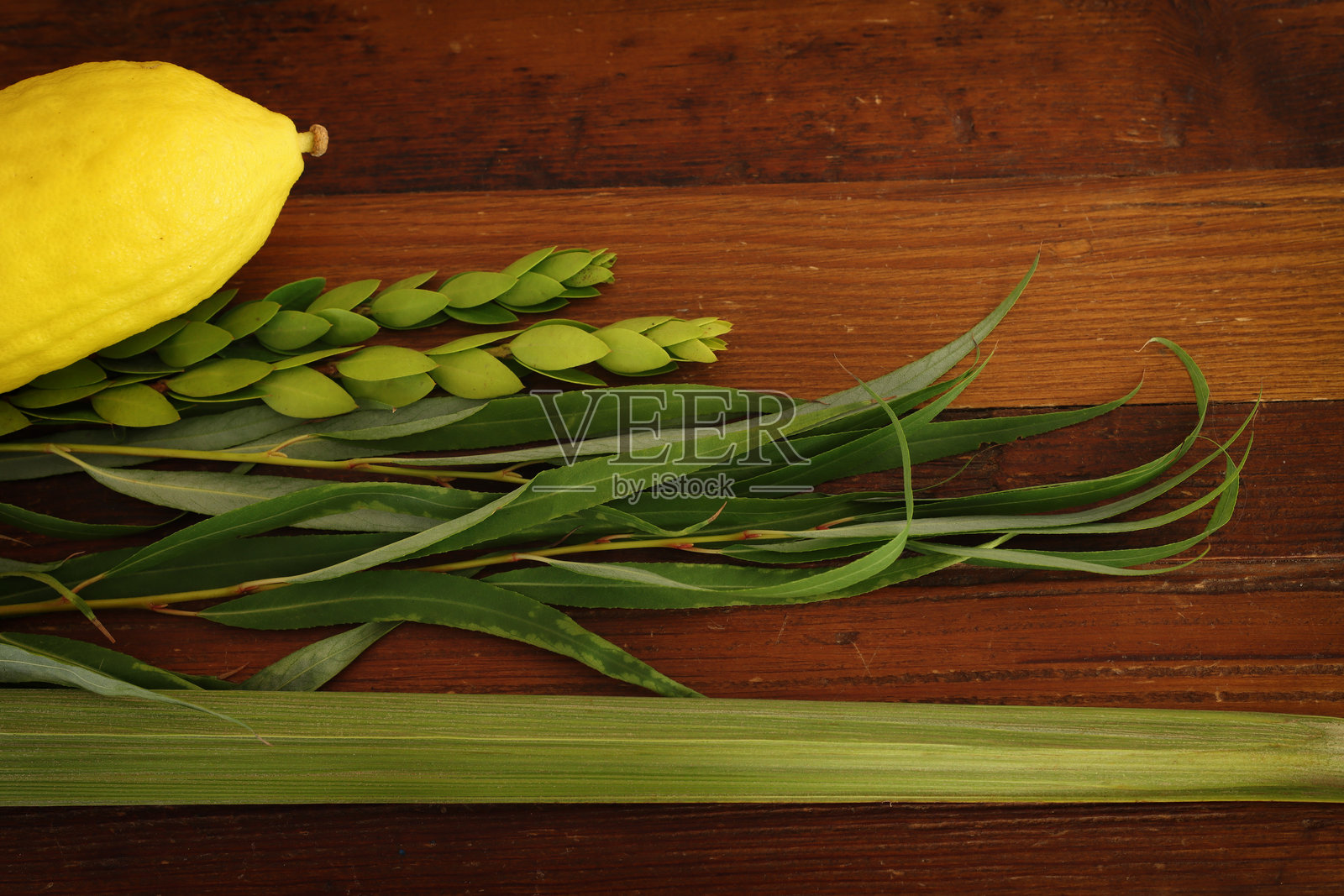 犹太节日住棚节。传统象征(四种植物):以太果(柠檬)、柳枝(棕榈枝)、美乐(桃金娘)、杨柳(柳树)照片摄影图片