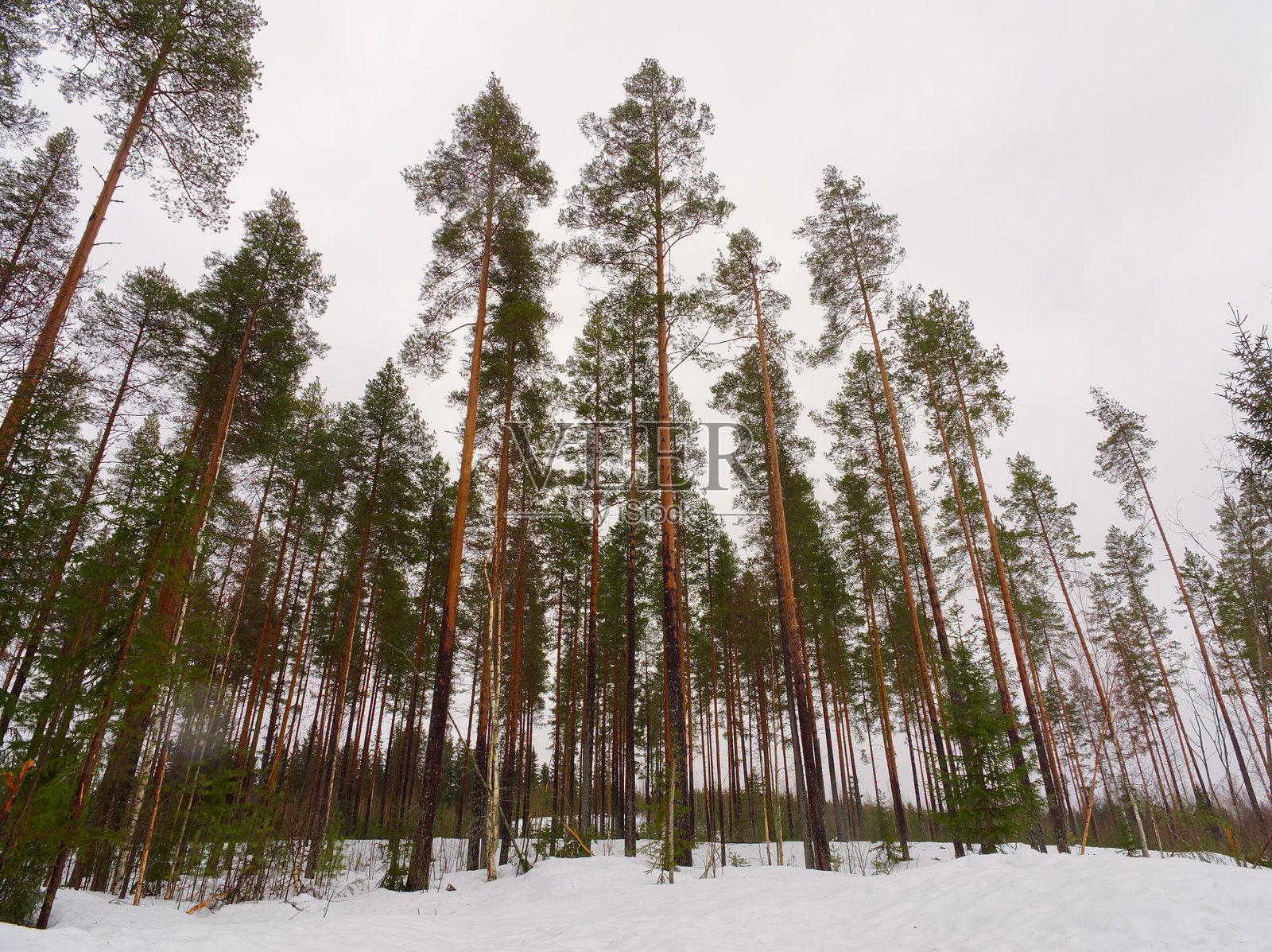 芬兰冬季松树林的低角度视图照片摄影图片