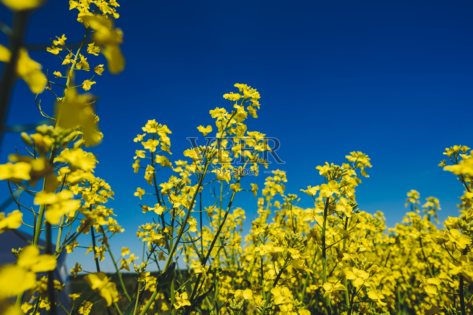 低角度看新鲜的黄色花朵对清澈的蓝天照片摄影图片