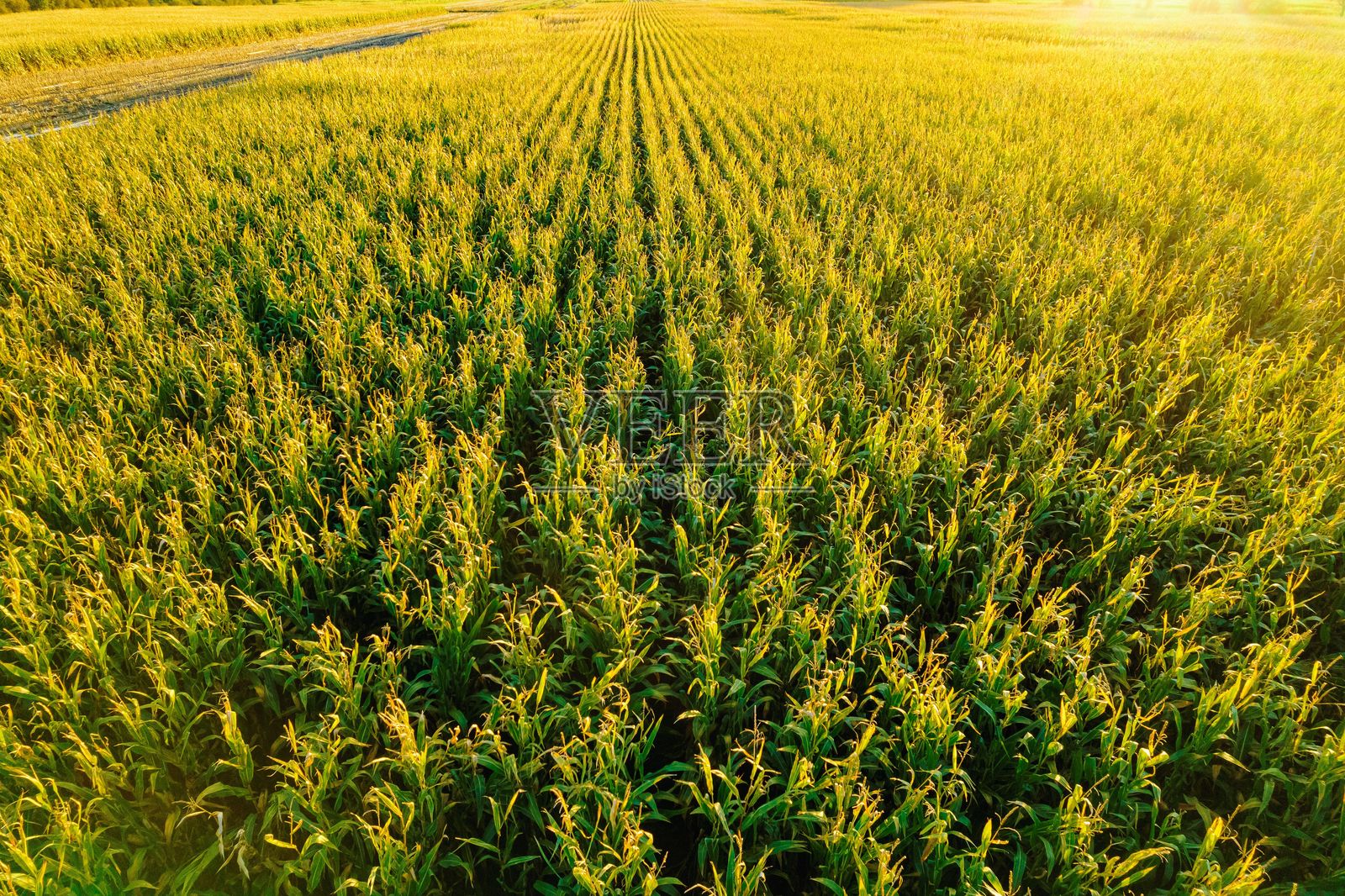 秋天日落时成熟玉米田的美丽景色照片摄影图片