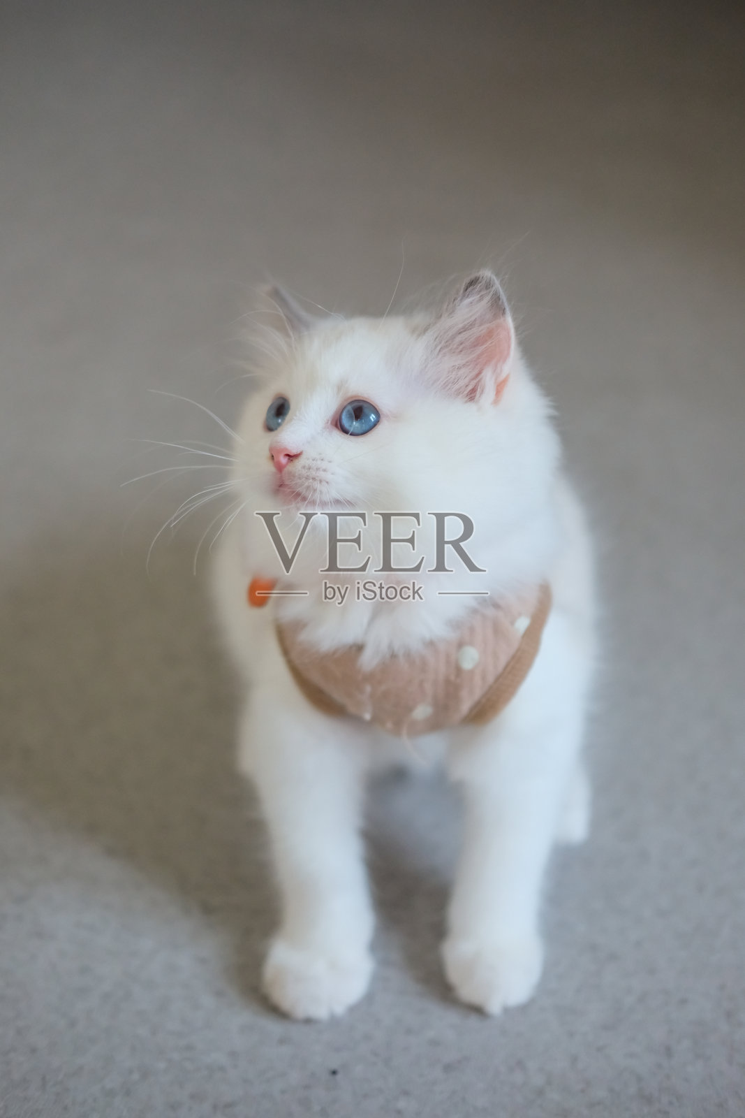 两个月大的布偶猫小猫穿着可爱的裙子,站在地板上,望着主人。家猫照片摄影图片