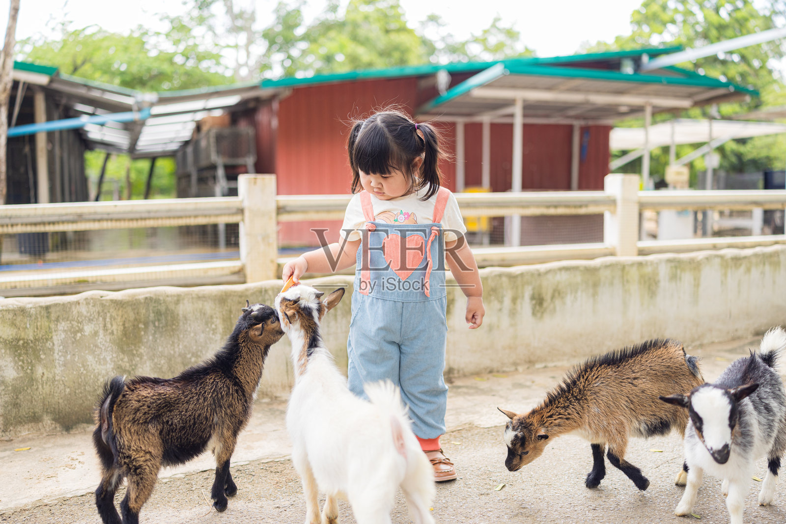 一个可爱的小女孩在农场给山羊喂胡萝卜,农场的动物们开心地从小女孩的手中吃东西。她站在山羊笼外,微笑着,感到与宠物亲近的快乐。女孩大约2-3岁。照片摄影图片
