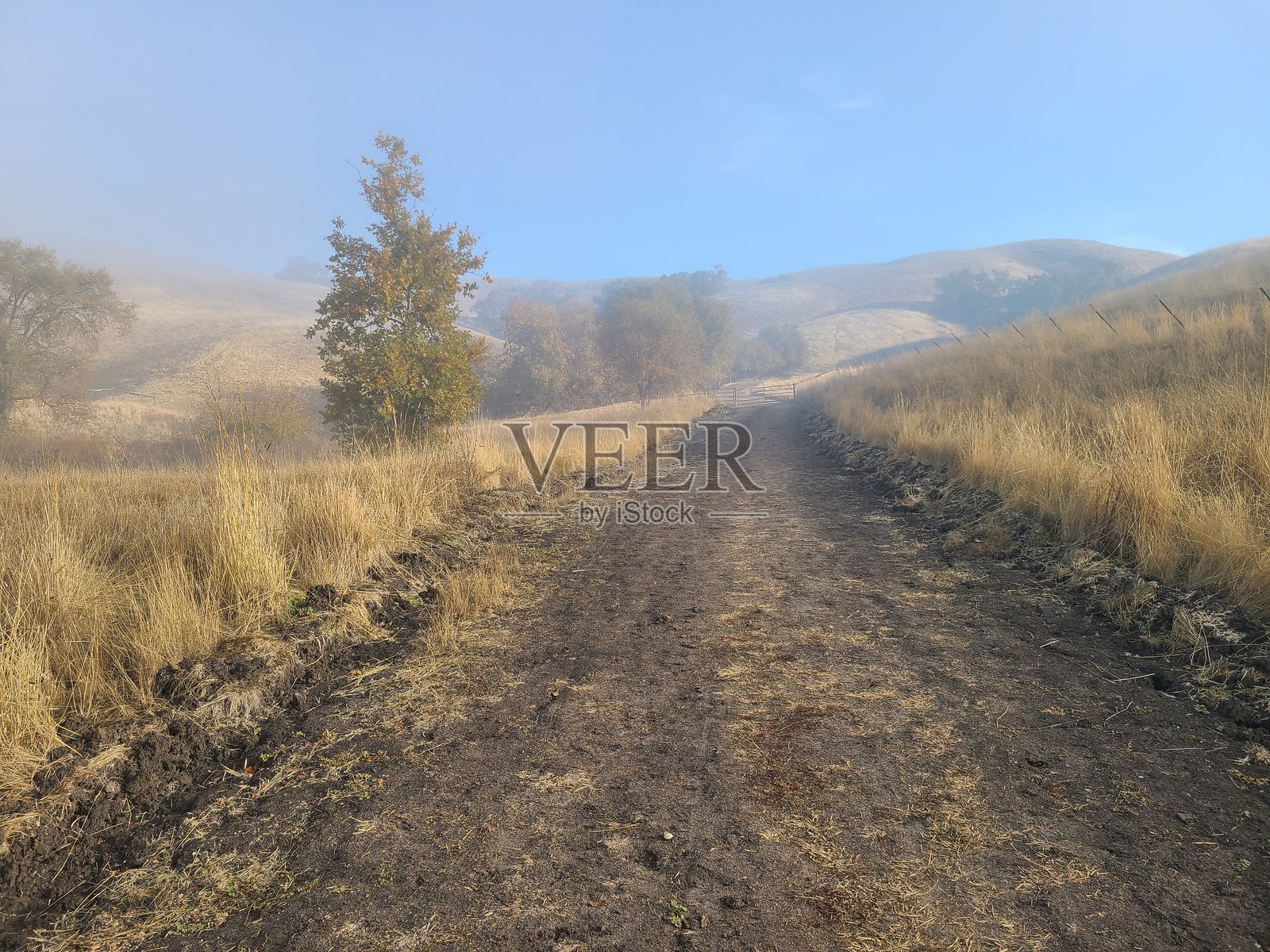 加州西卡莫尔谷小径上的晨雾和薄雾照片摄影图片