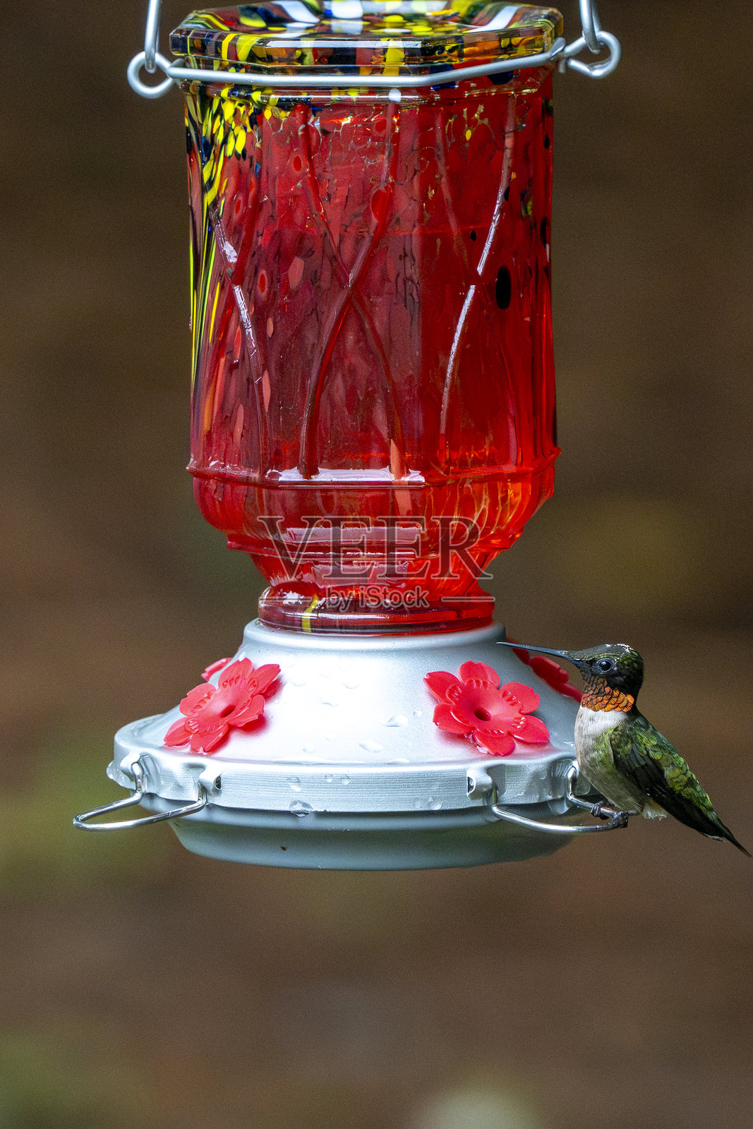 红喉雄鸟照片摄影图片